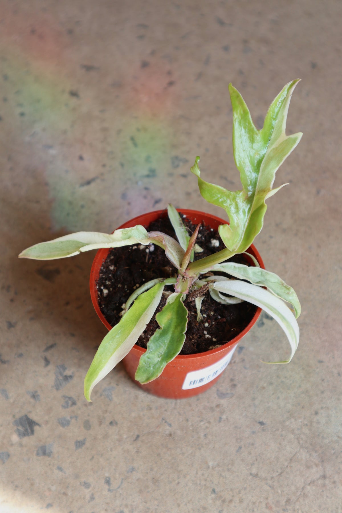 Philodendron Tortum Albo