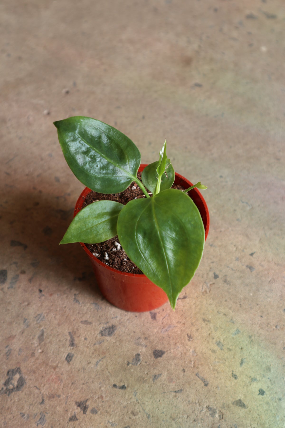 Anthurium Big Bill