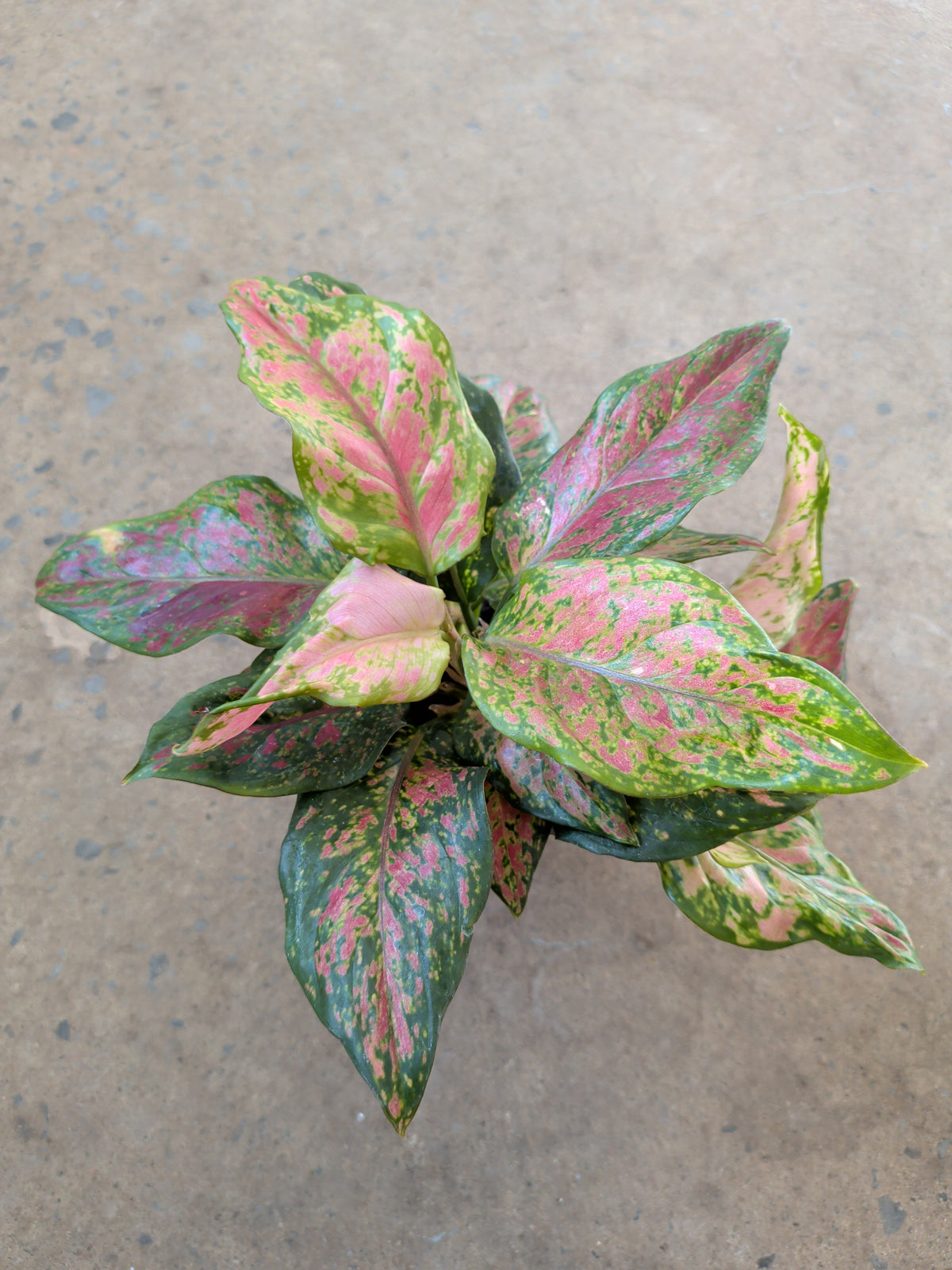 Aglaonema Black maroon