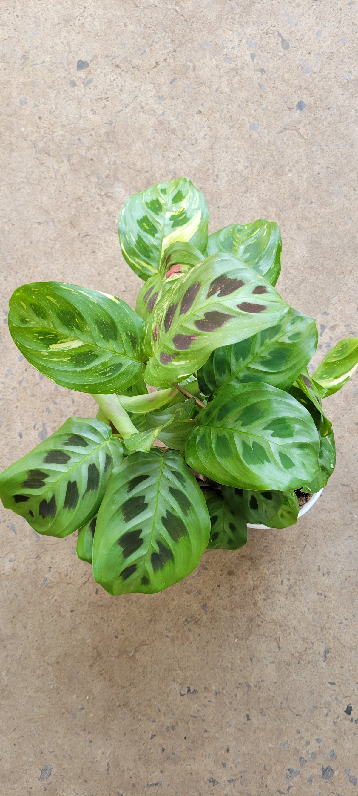 Maranta leuconeura kerchoveana « Vert »
