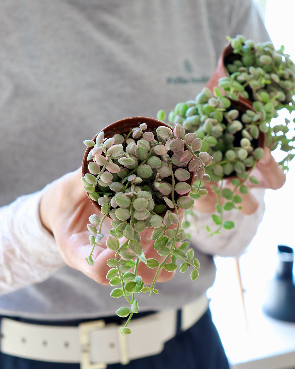 Dischidia nummularia