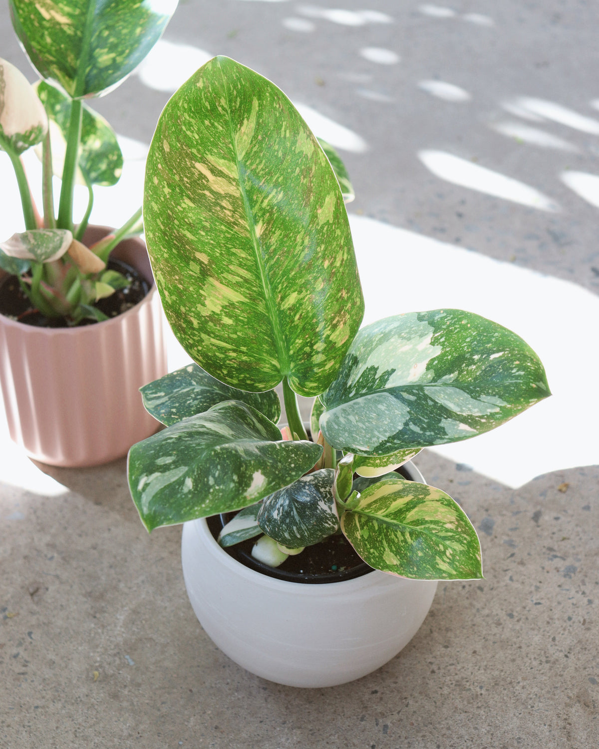 Philodendron Congo Nuclear