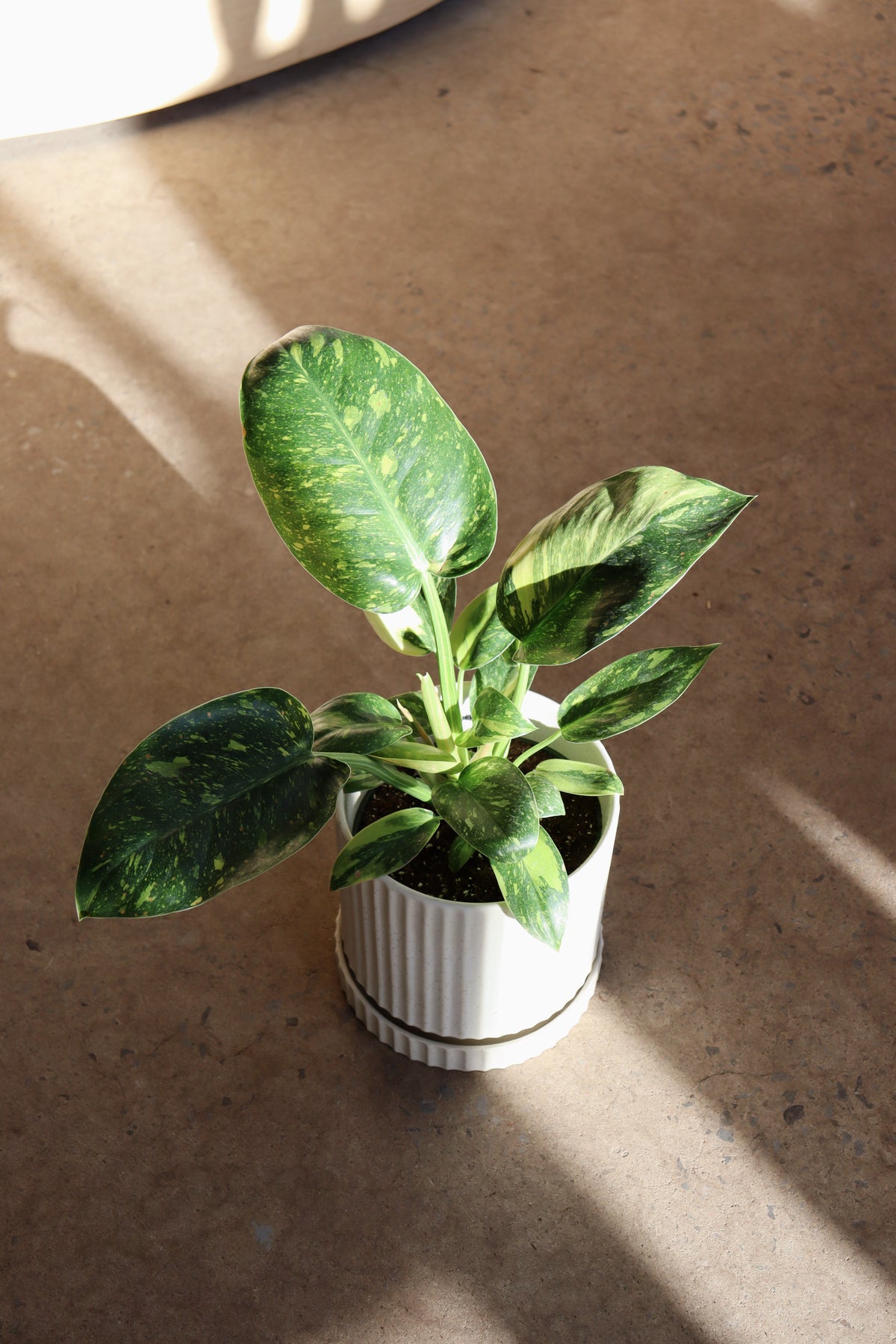 Philodendron Congo Nuclear