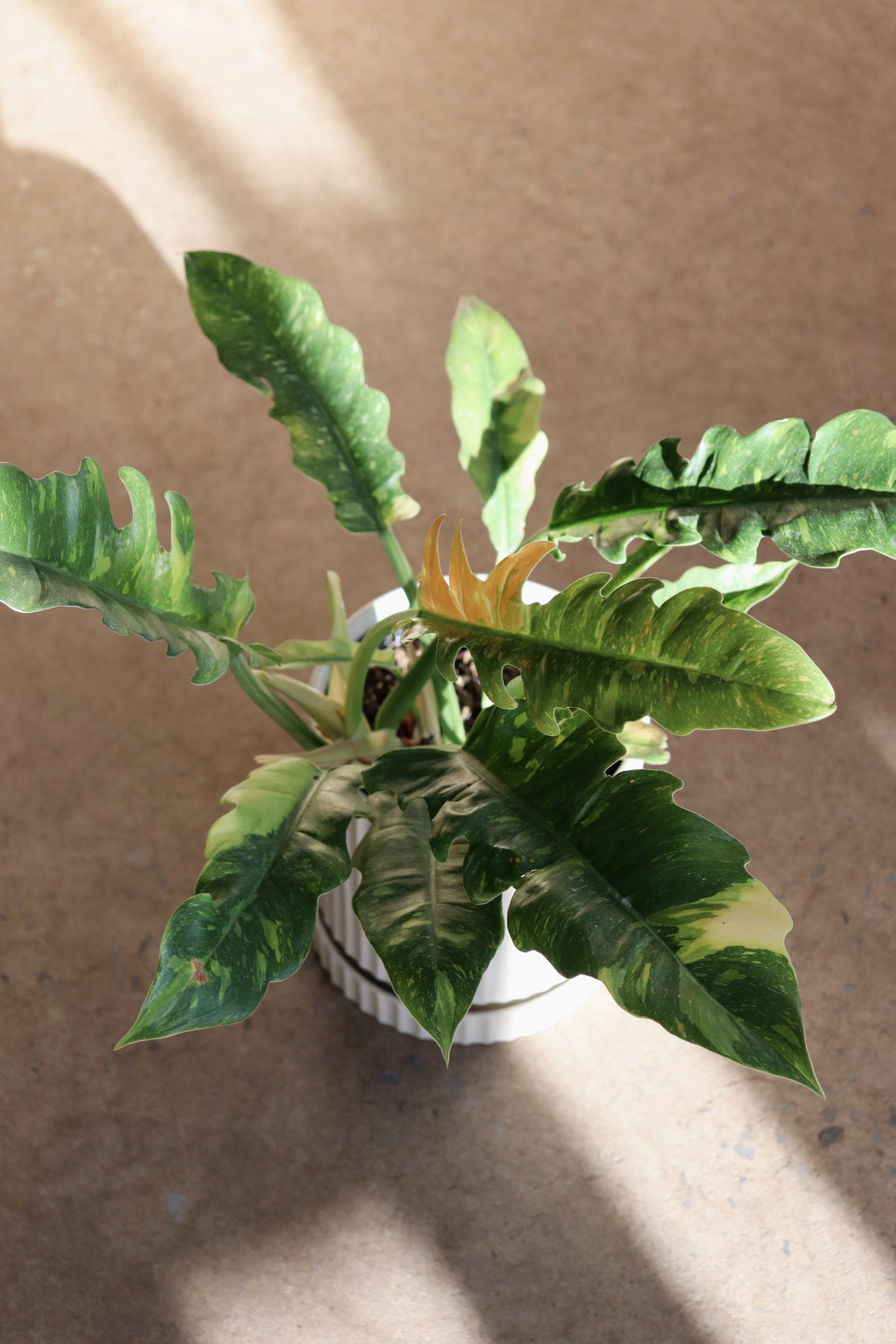 Philodendron « Ring of Fire »