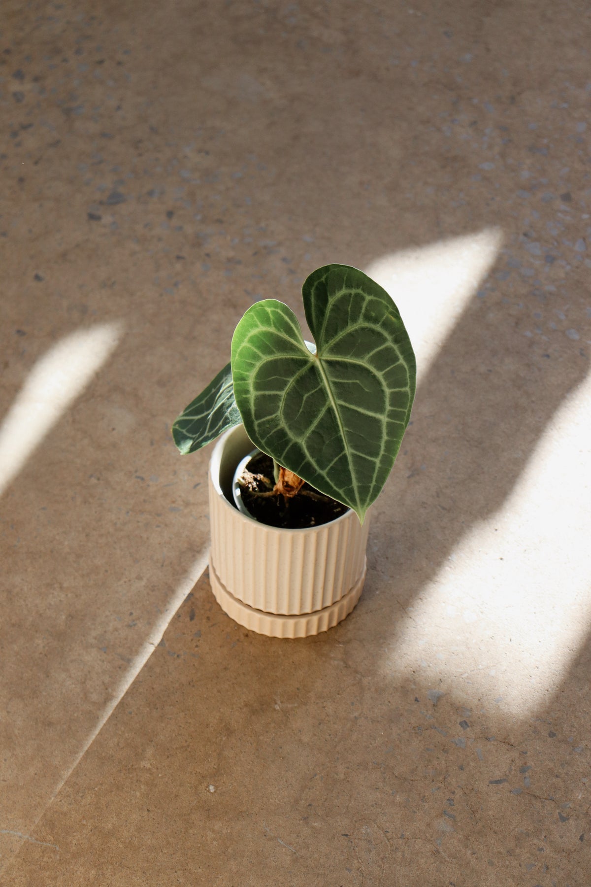 Anthurium « Radicans X Luxurians »