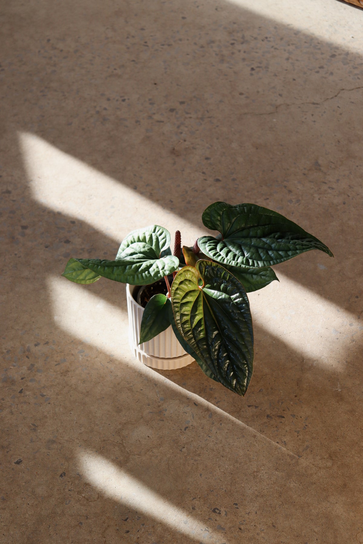 Anthurium clarinervium