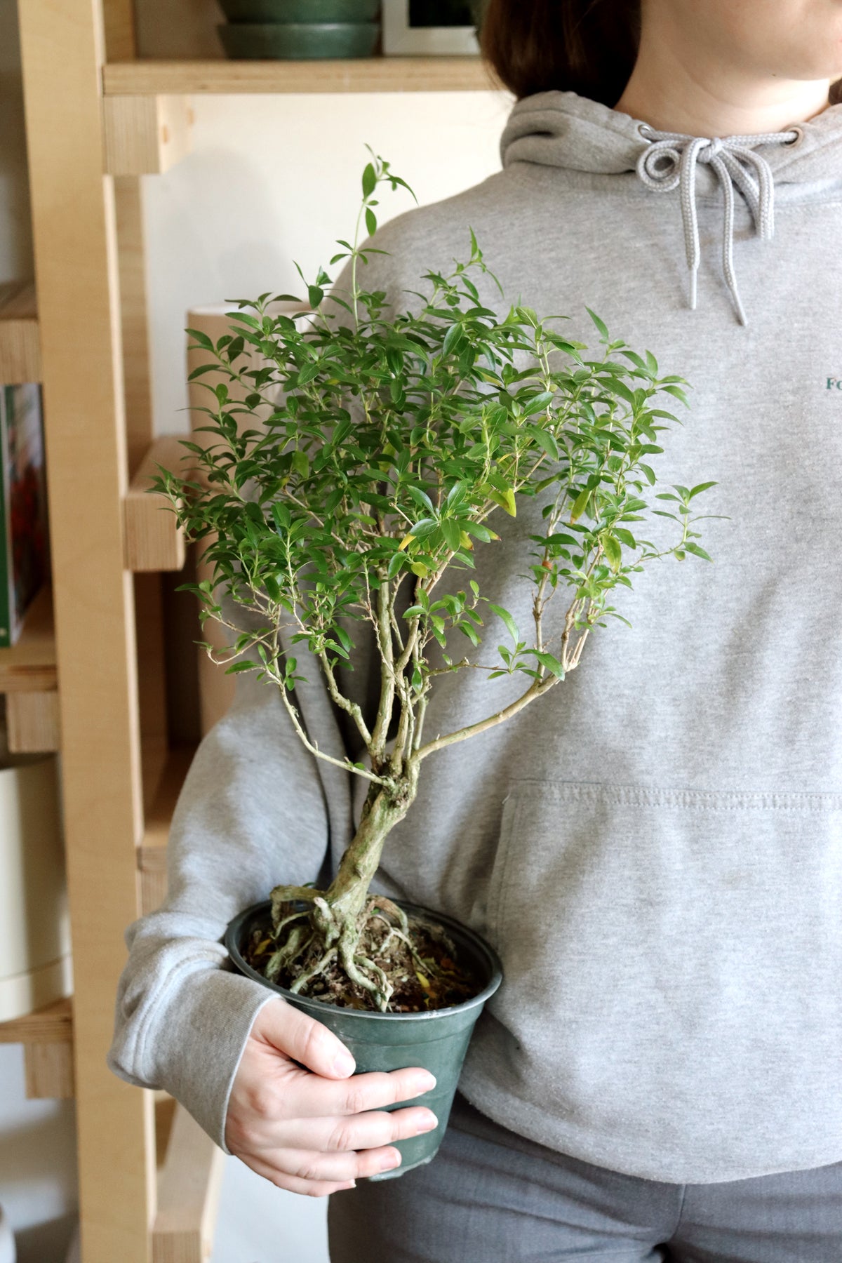 Serissa Japonica