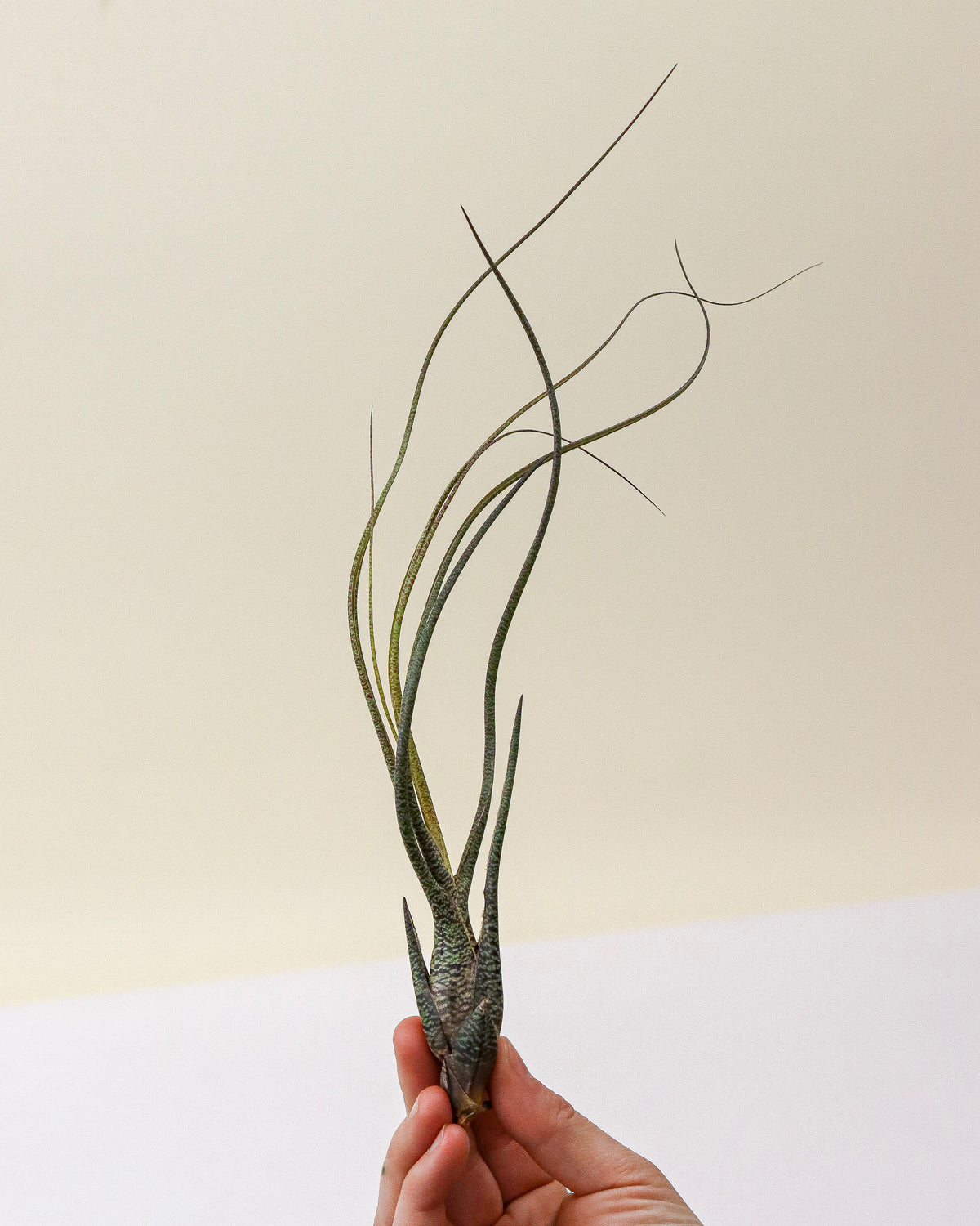 Tillandsia « Butzii »