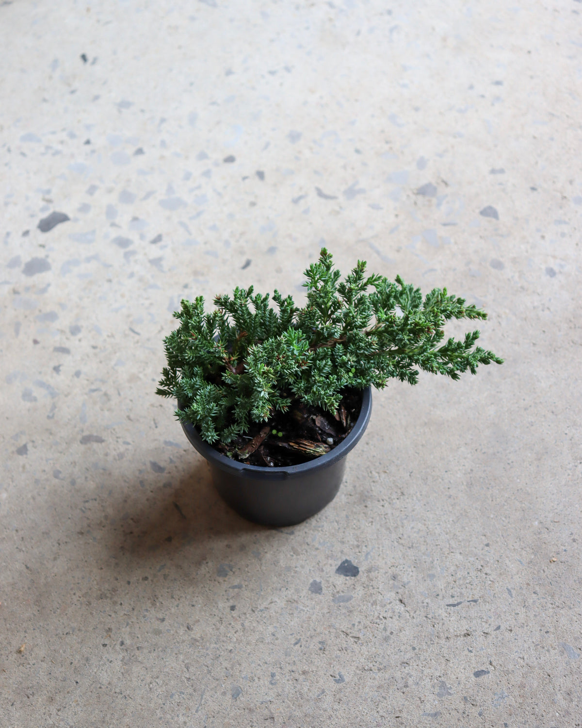 Bonsai « Juniper »