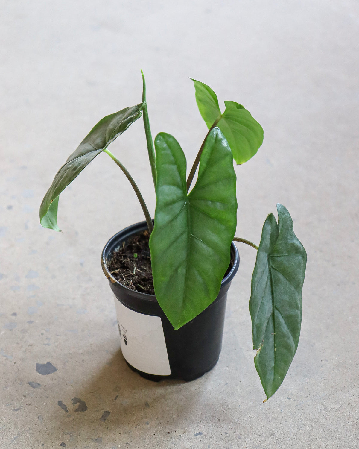 Alocasia « Corazon »