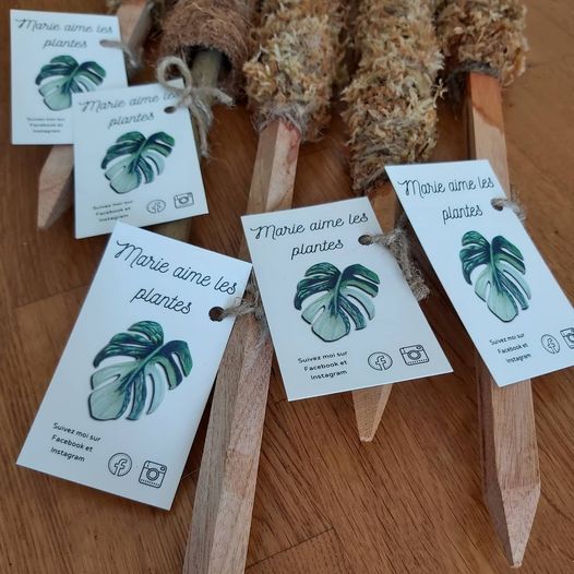 Tuteur en mousse de sphaigne