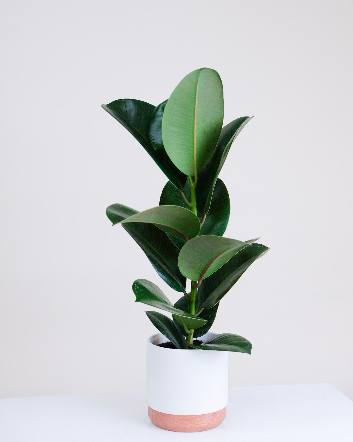 Ficus elastica « Robusta »