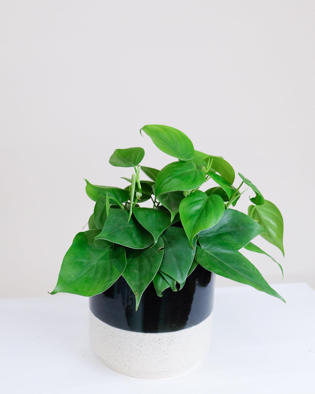 Philodendron cordatum