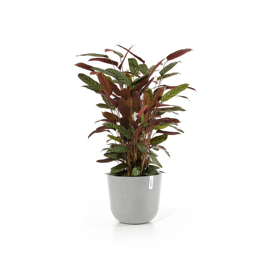 Pot Oslo