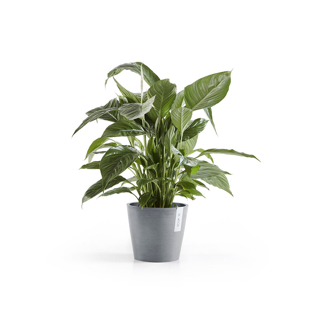 Pot Amsterdam