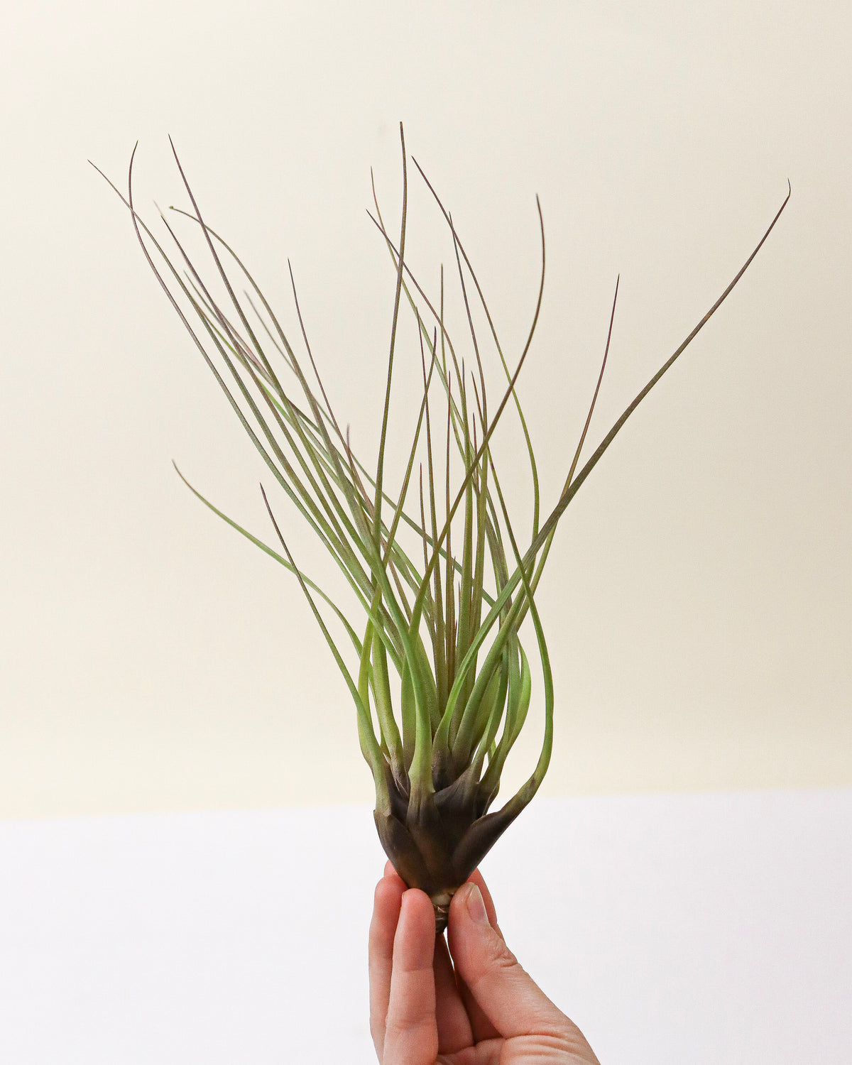 Tillandsia « Melanocrator »