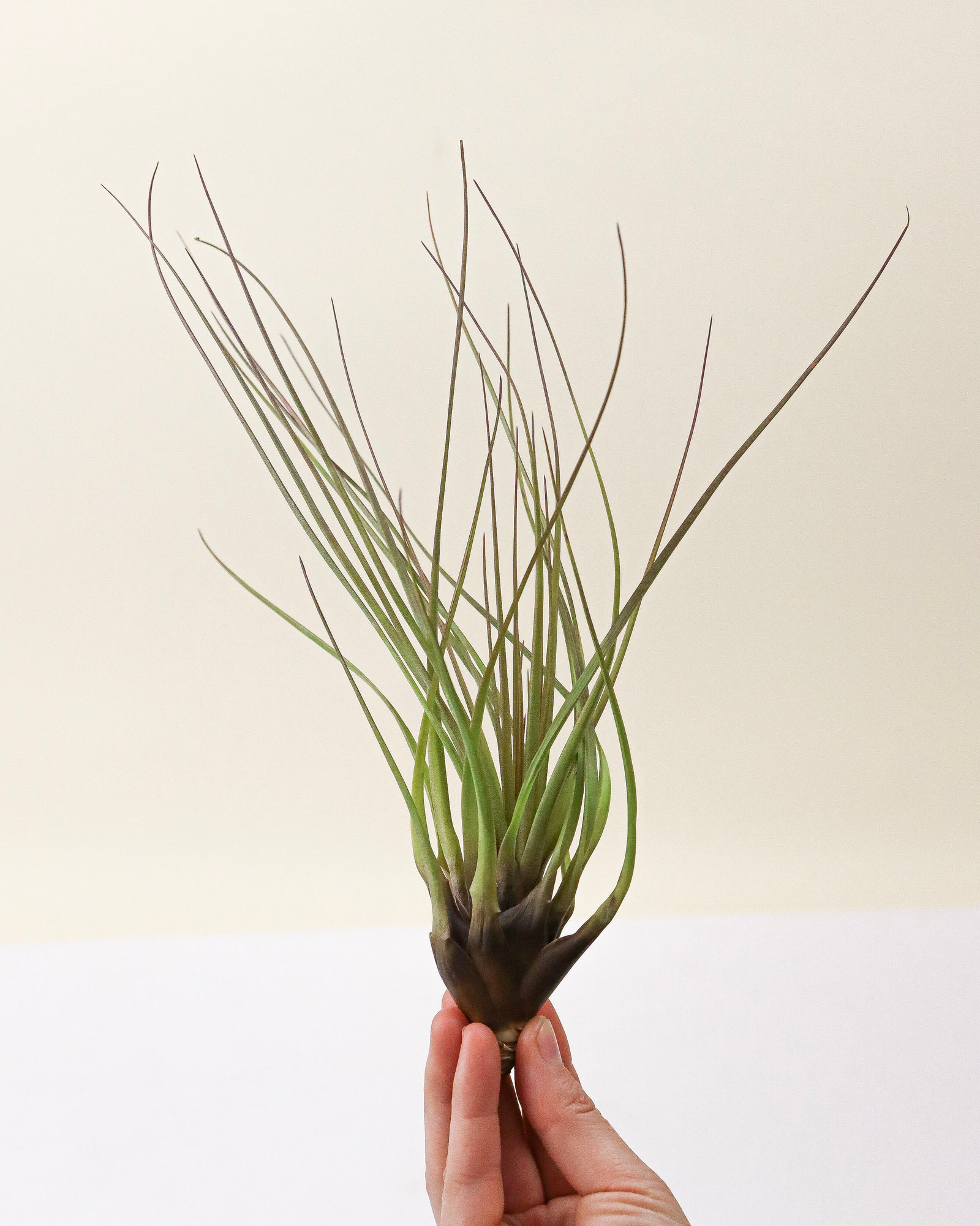 Tillandsia « Melanocrator »