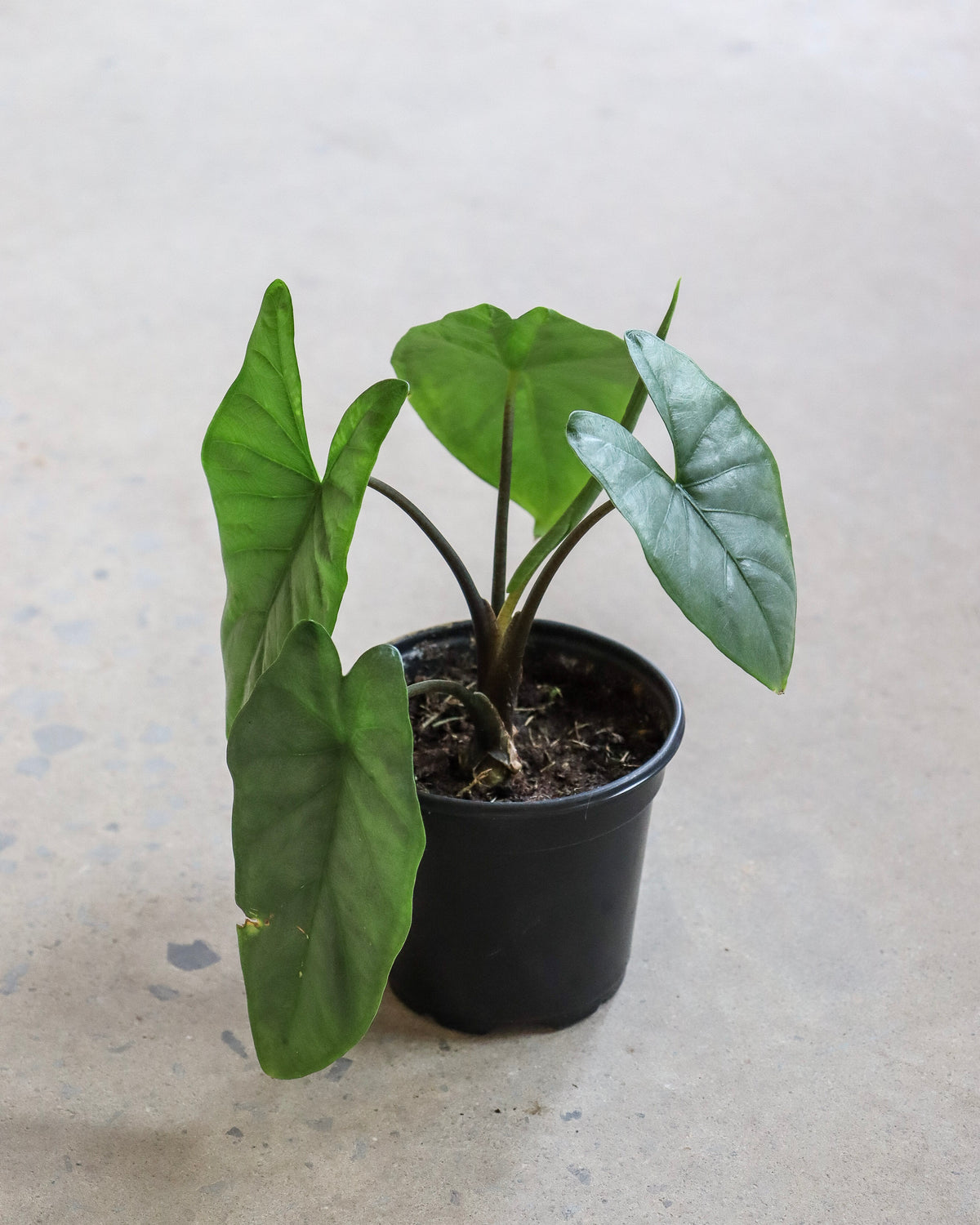 Alocasia « Corazon »