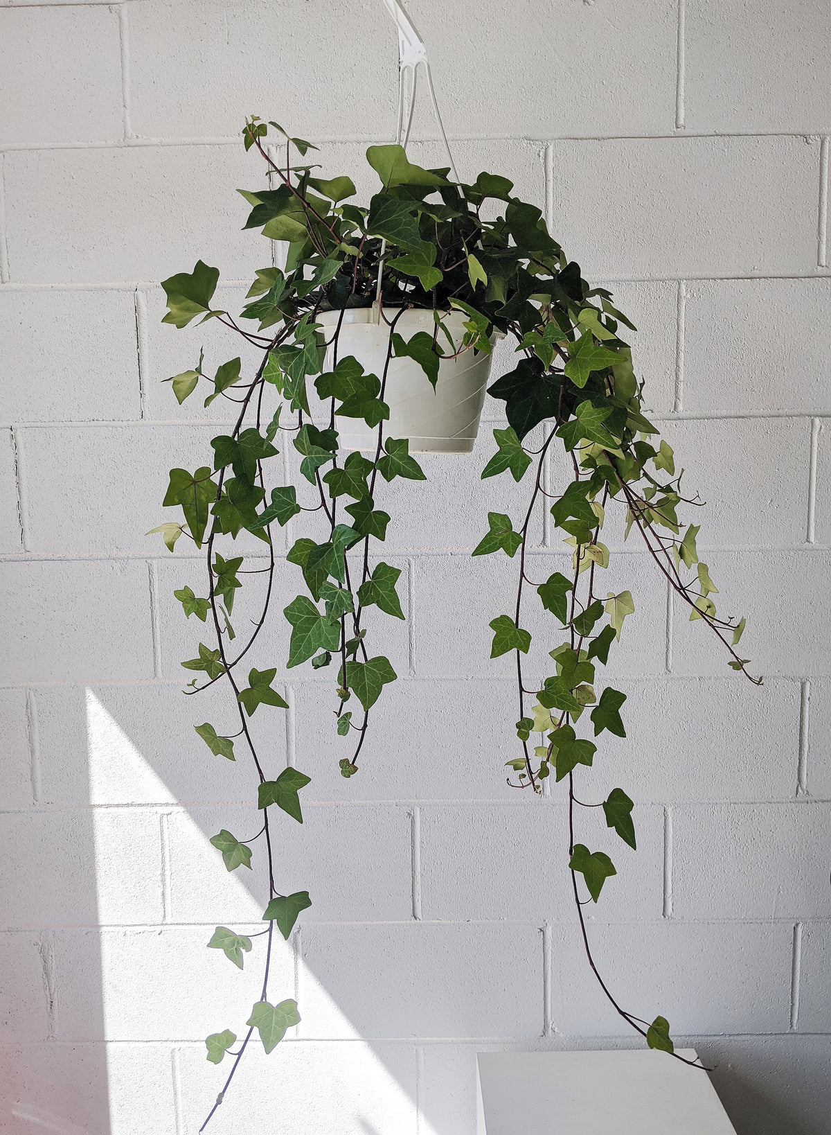 Lierre assortis