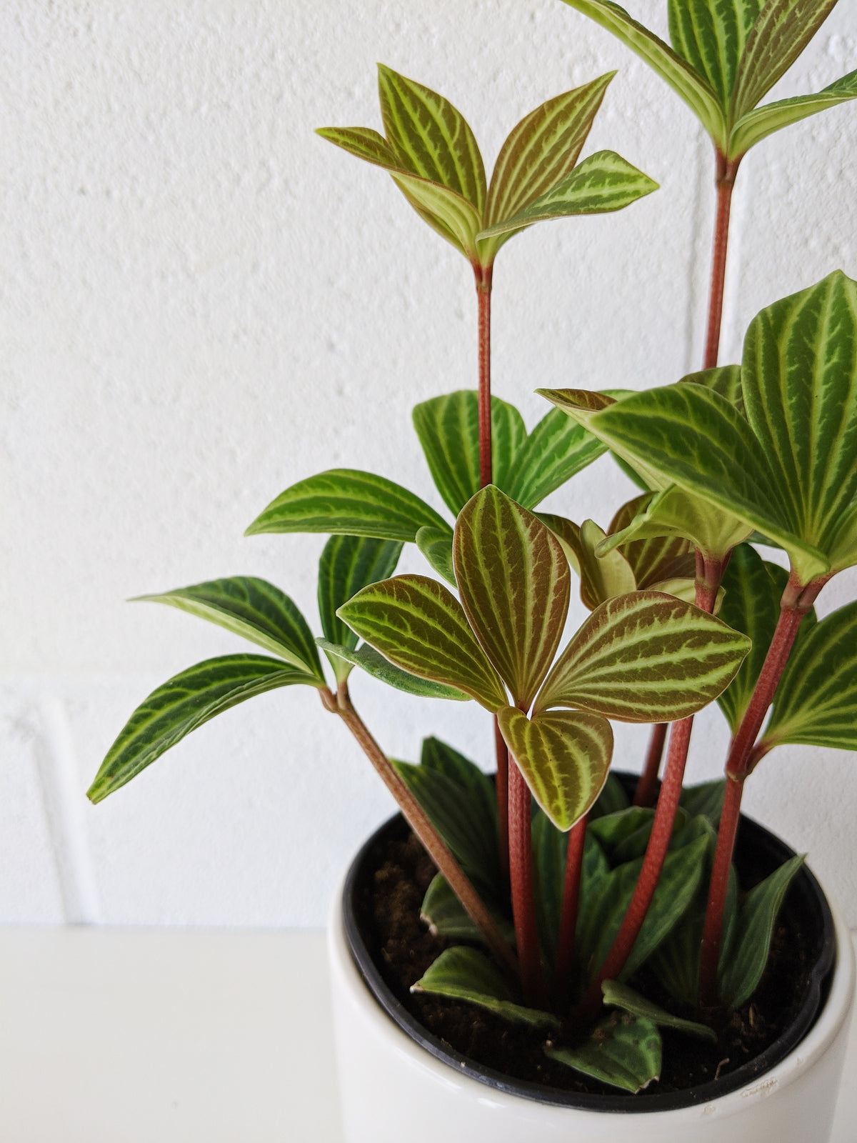 Peperomia petiolata 