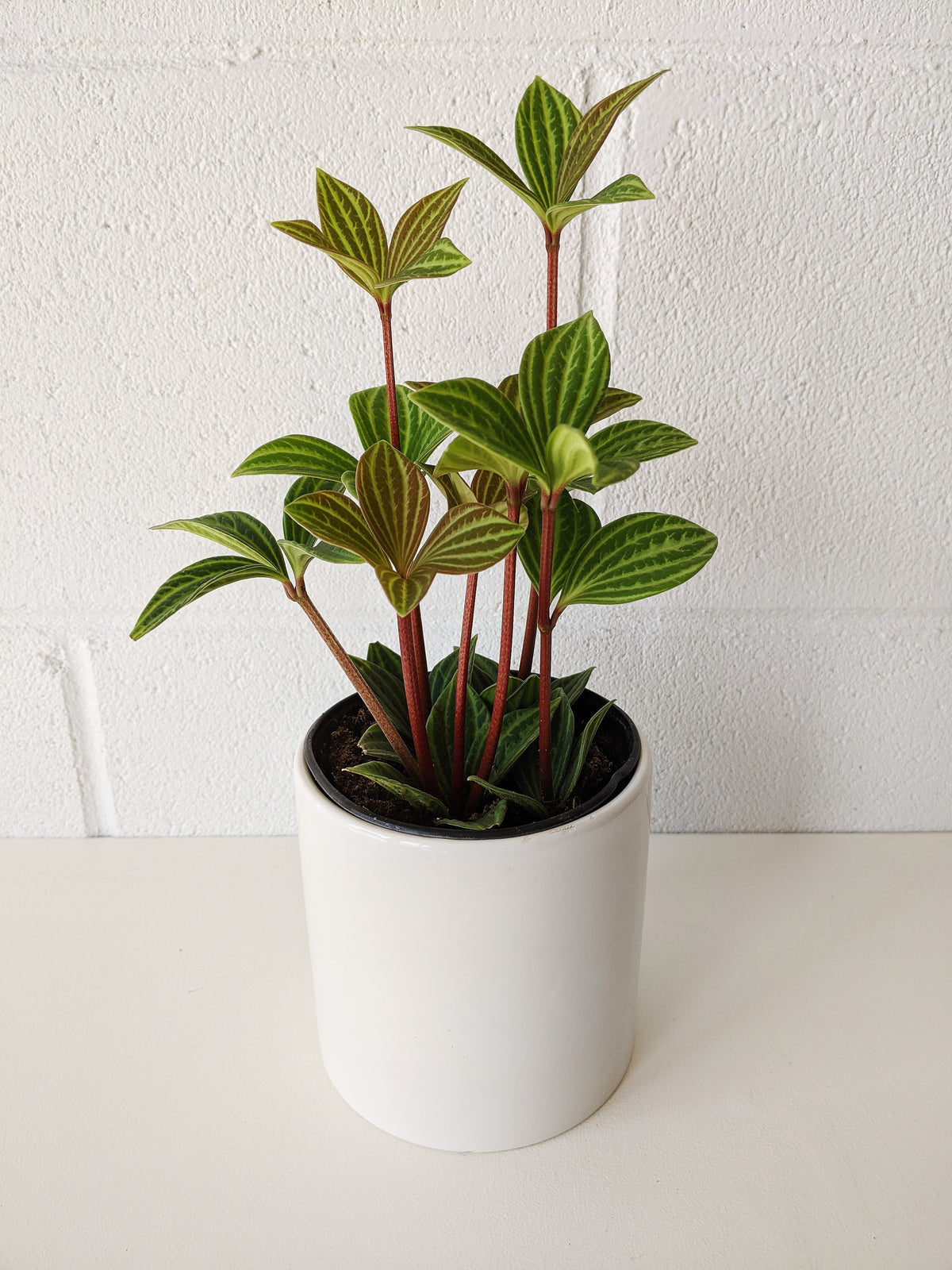 Peperomia petiolata 