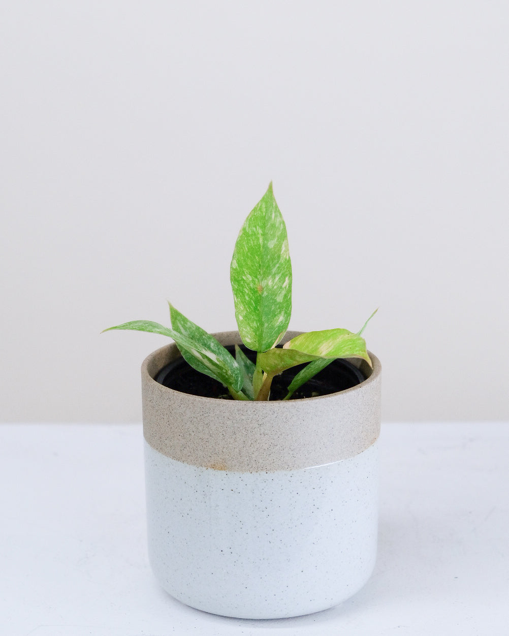 Philodendron « Ring of Fire »