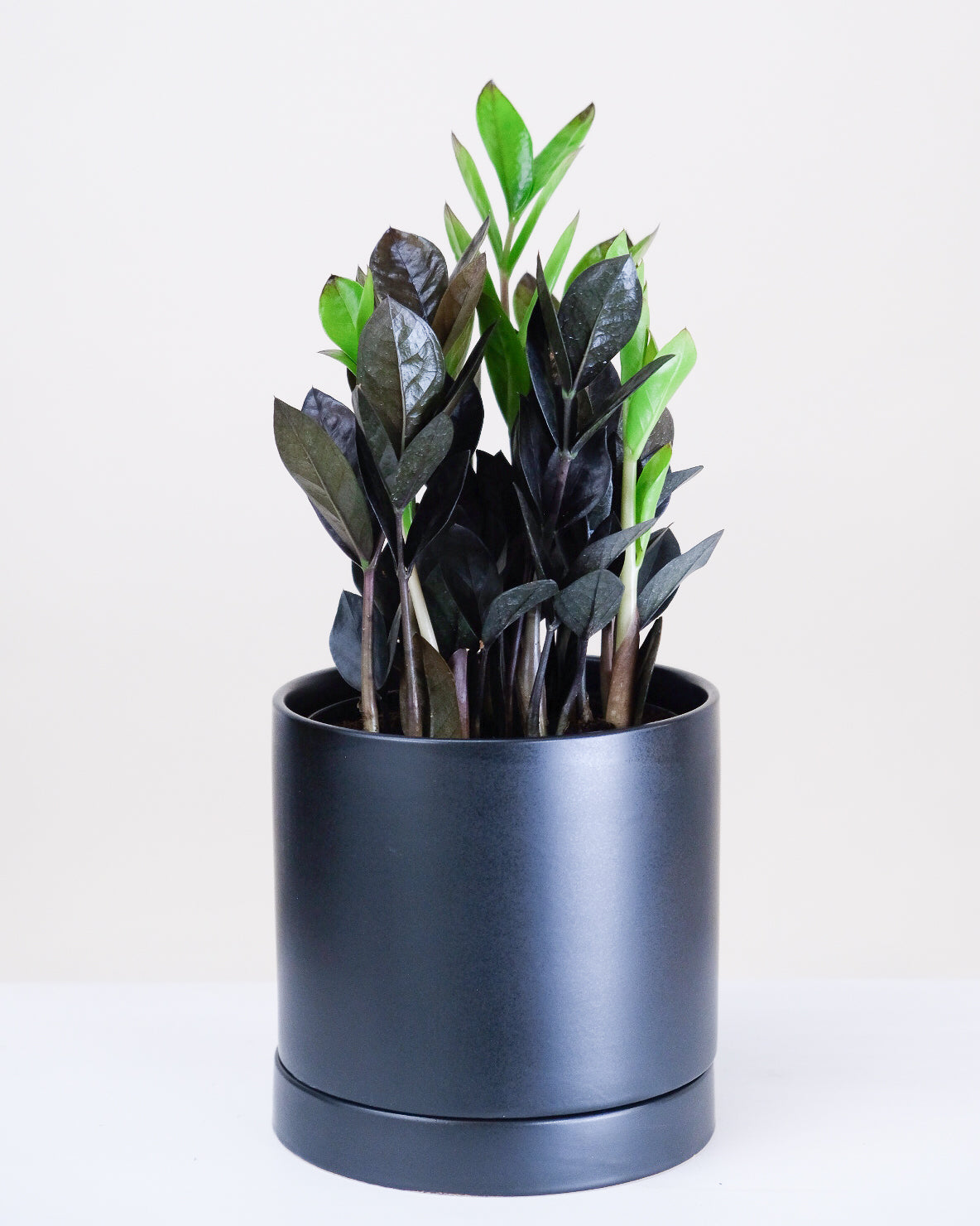 Zamioculcas zamiifolia « Raven »