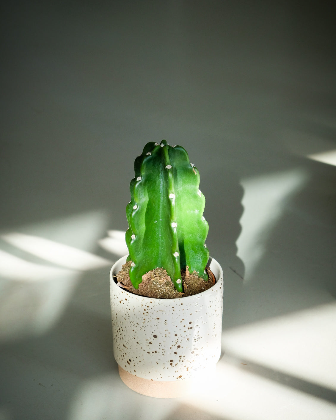Cereus jamacaru