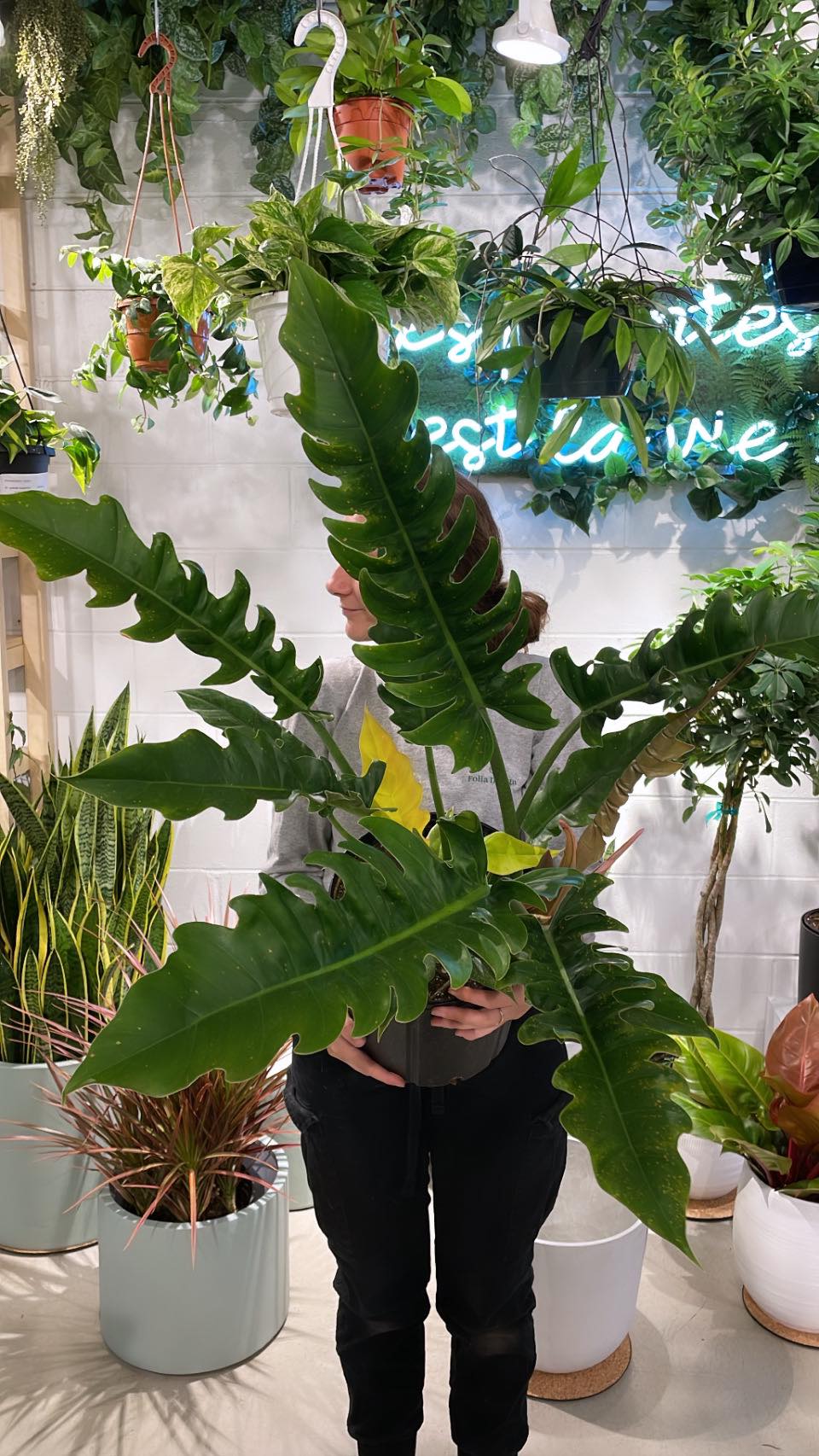 Philodendron « Narrow »