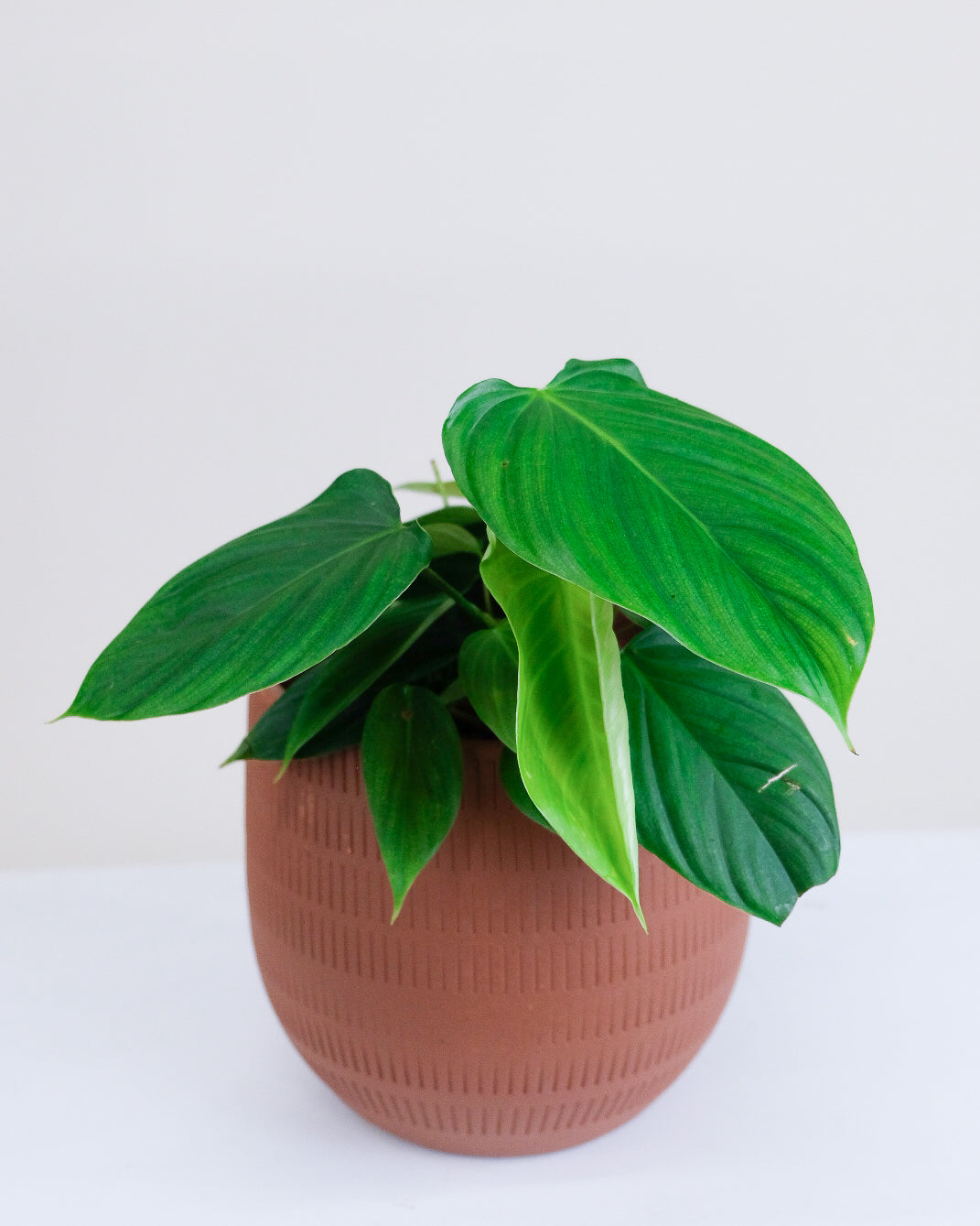 Philodendron nangaritense « Fuzzy Petiole »