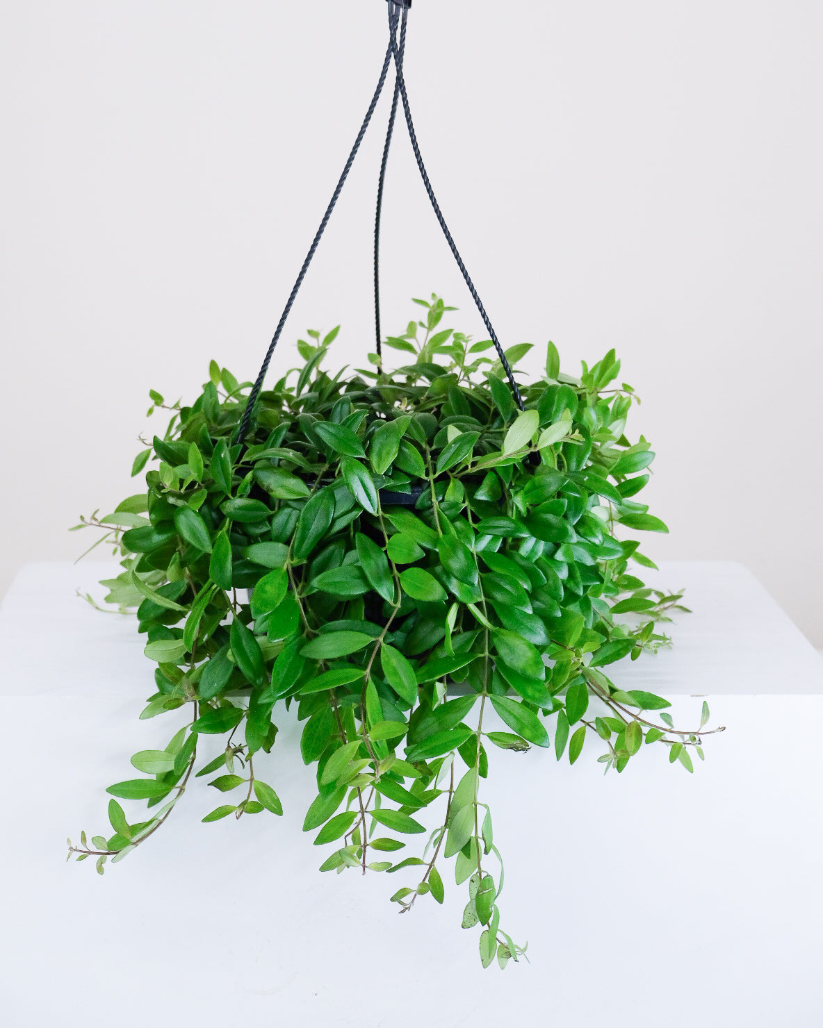 Aeschynanthus «Mira »