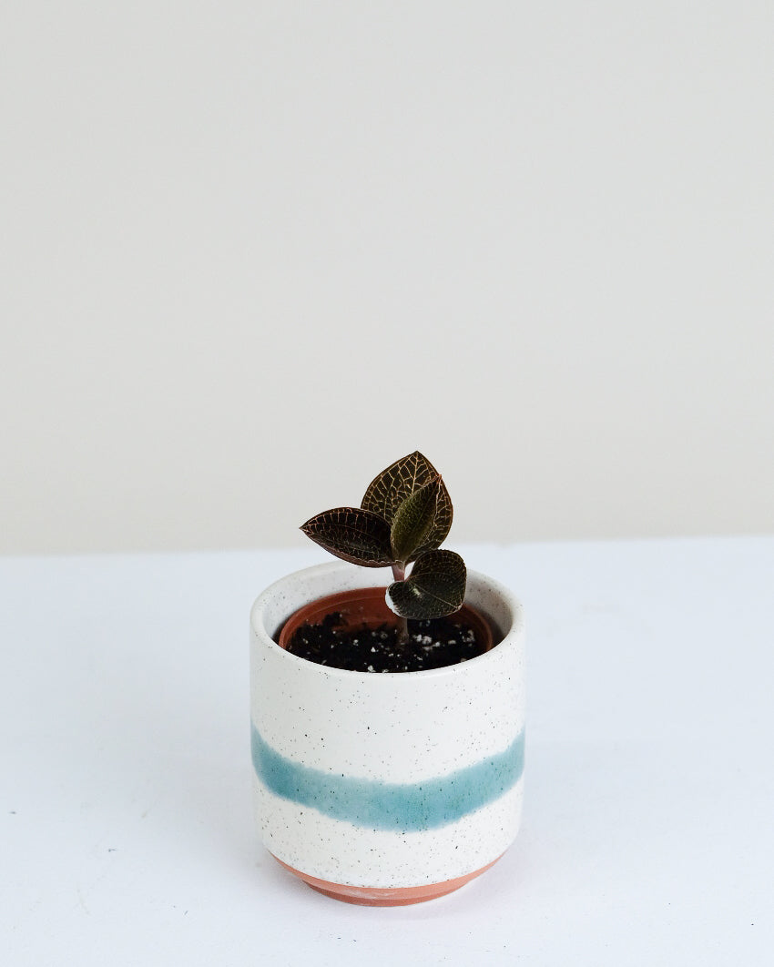 Ludisia discolor « Orchidée Bijou »