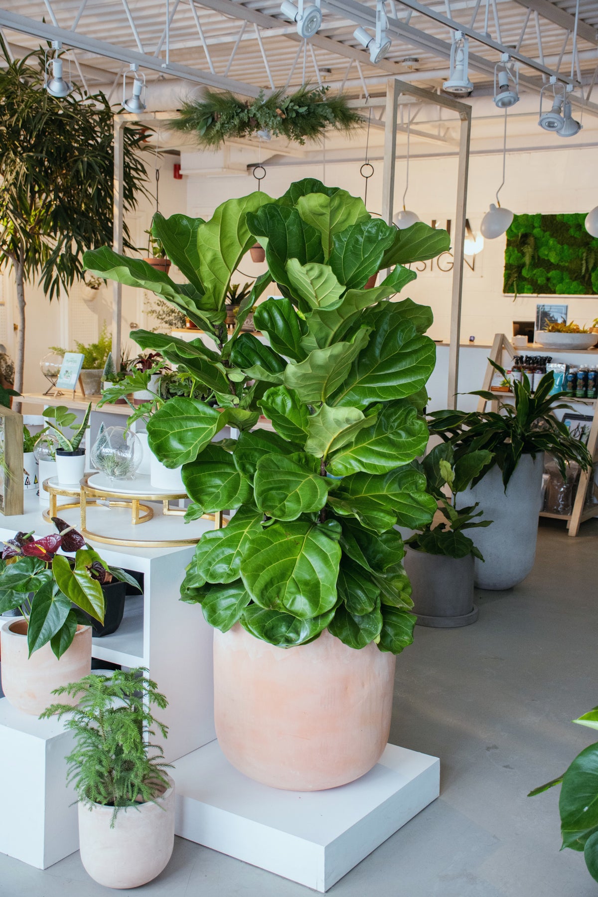 Ficus lyrata « Buisson »