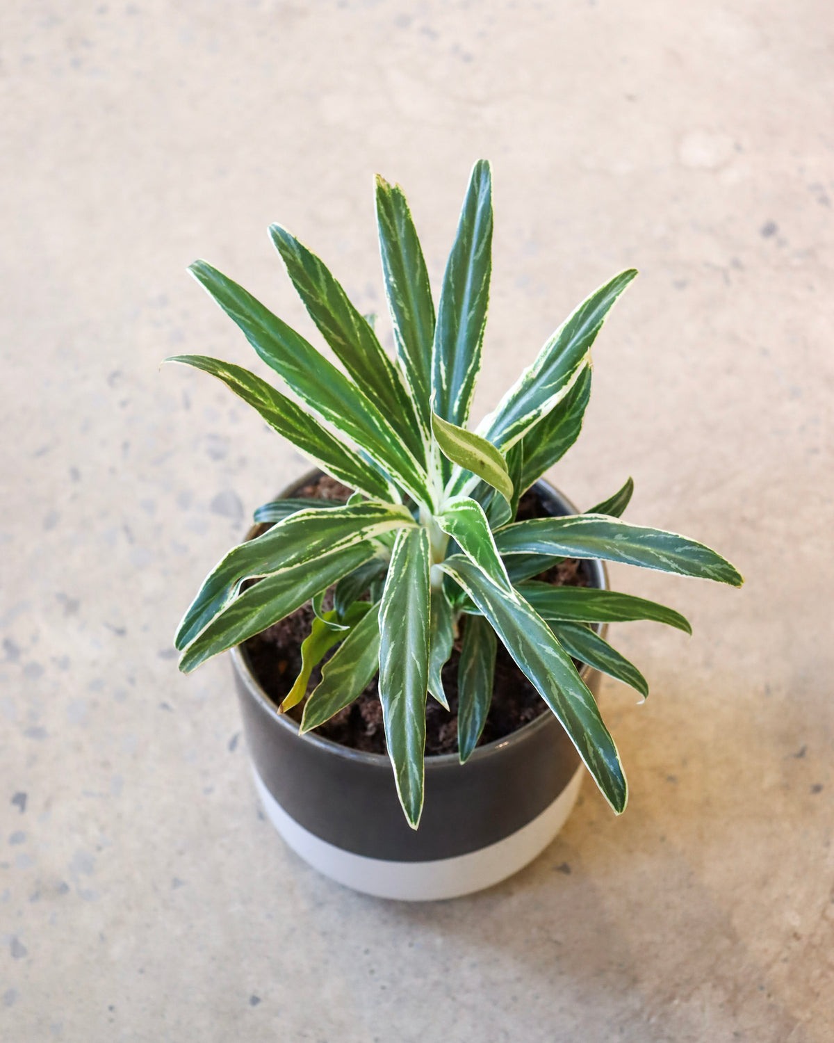 Aglaonema « Rice Leaf »