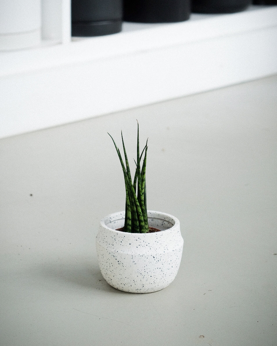 Sansevière cylindrica « Mikado »