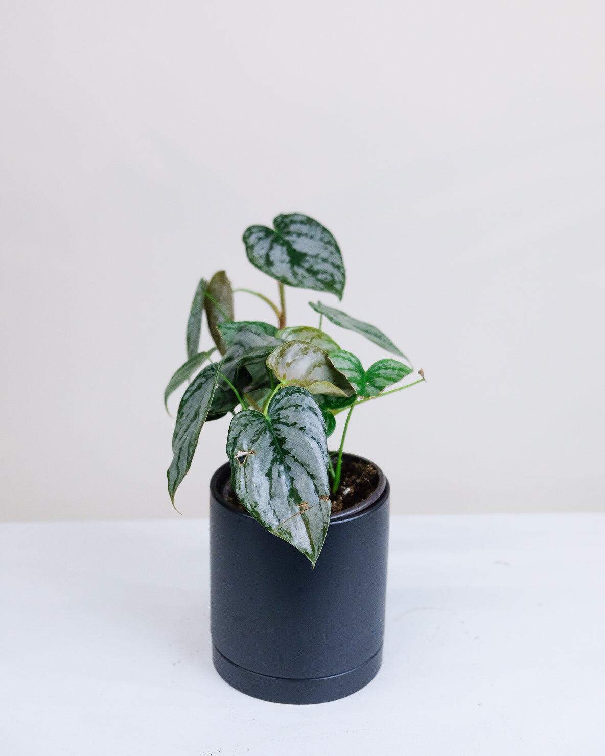Philodendron brandtianum
