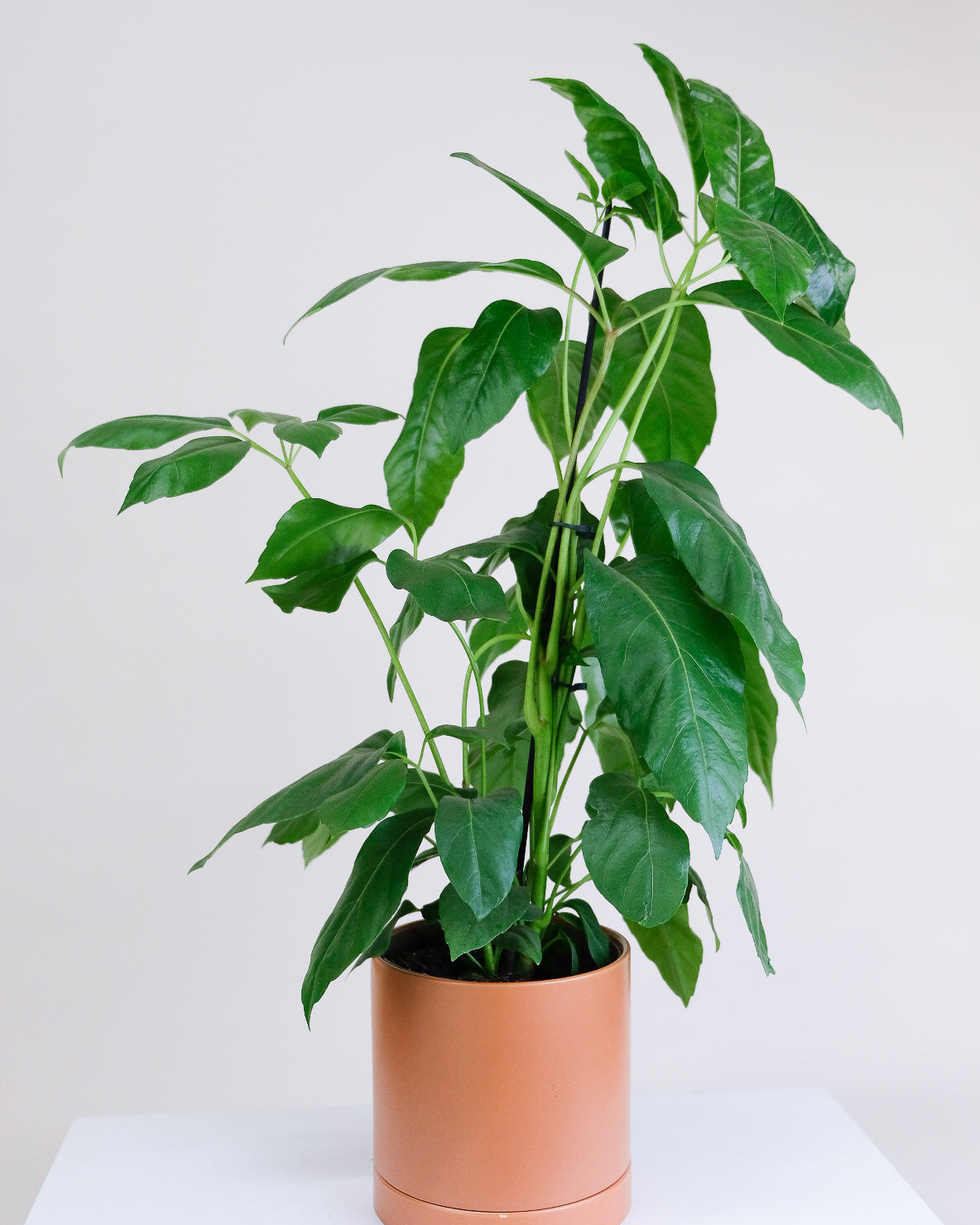 Schefflera actinophylla « Alpine »
