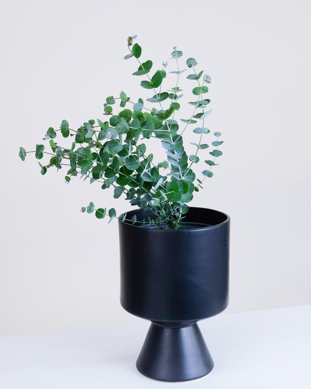 Eucalyptus « Glacier »