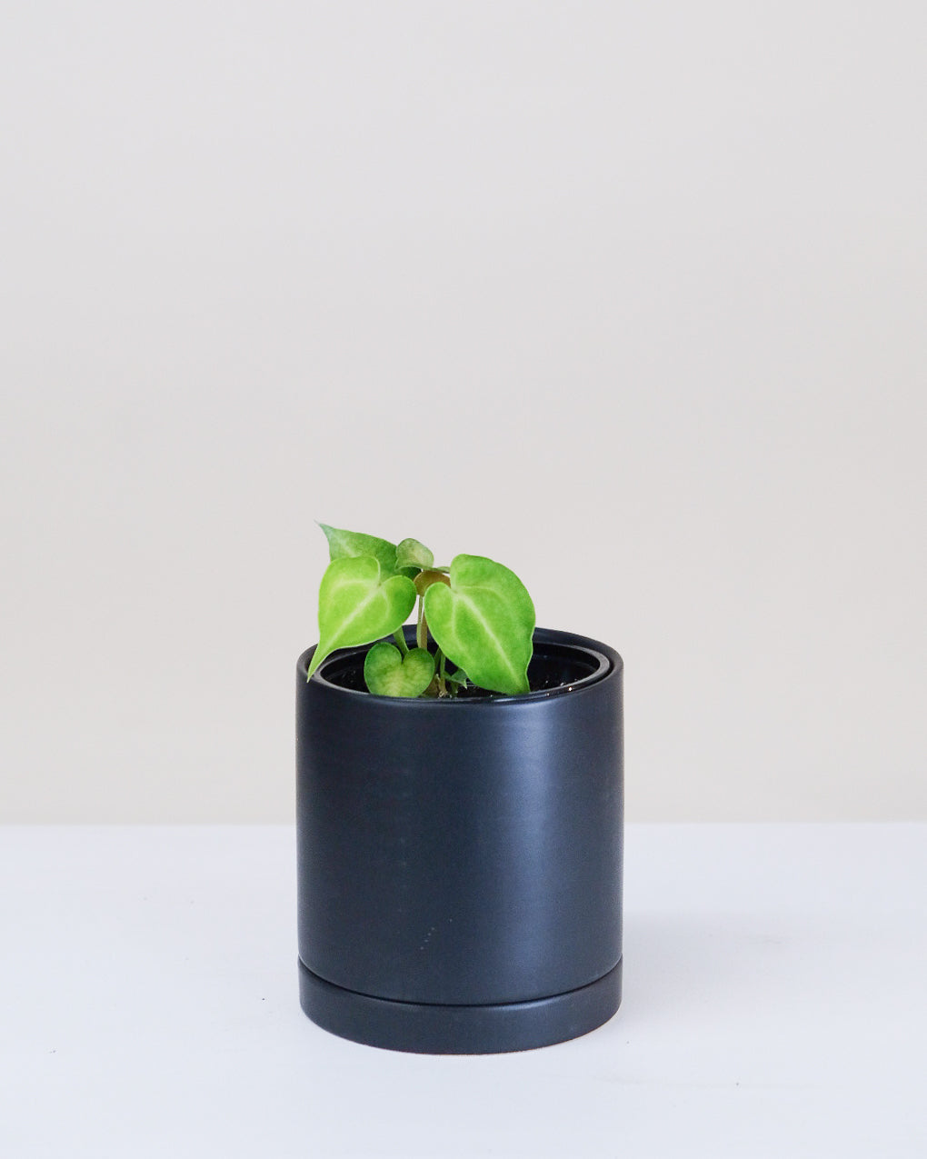 Anthurium clarinervium