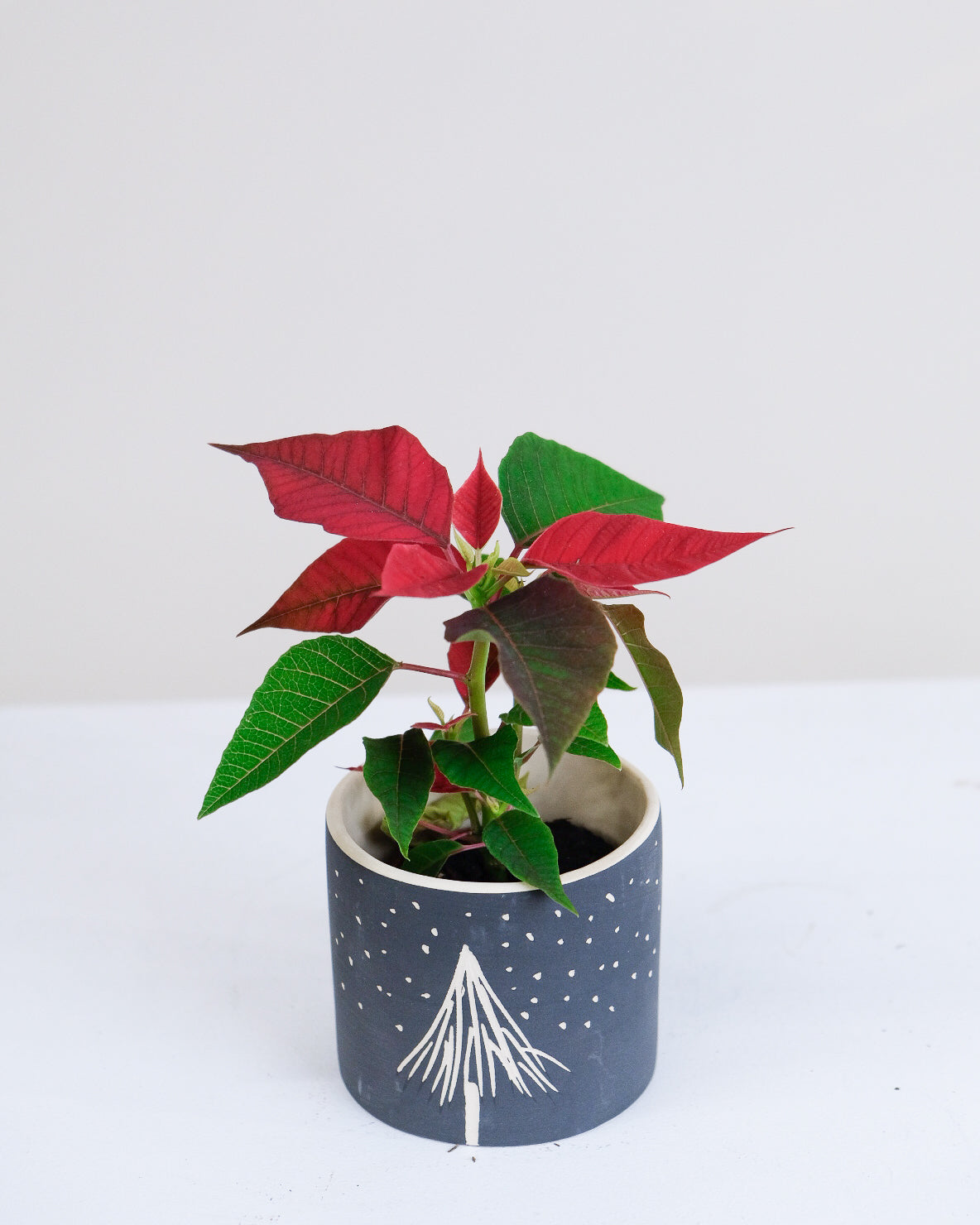 Euphorbia pulcherrima « Poinsettia »