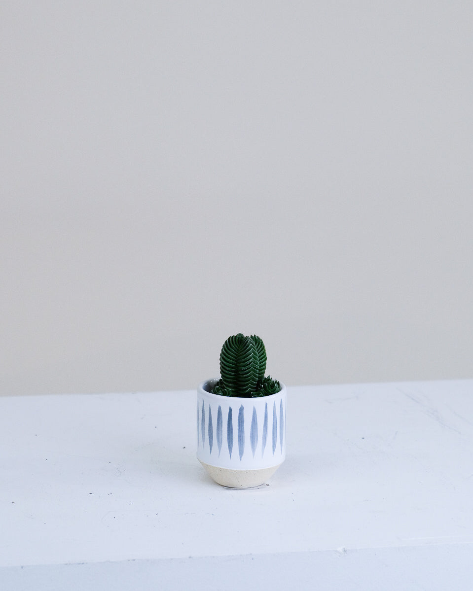 Crassula « Buddah's Temple »