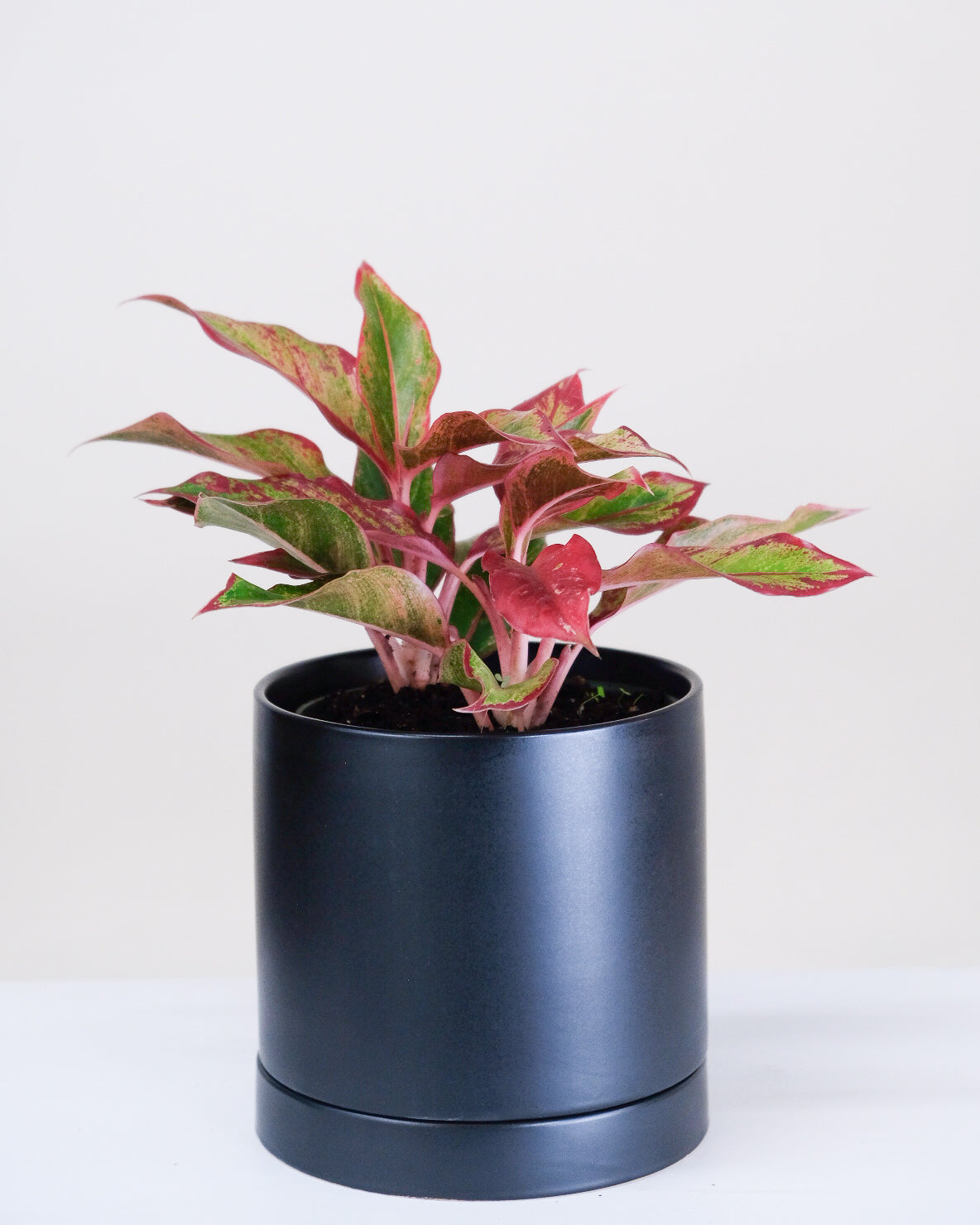 Aglaonema « Aurora Siam »