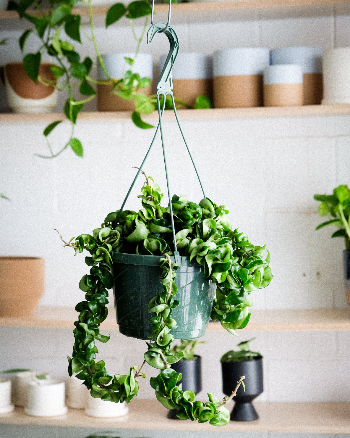 Hoya carnosa « Compacta »
