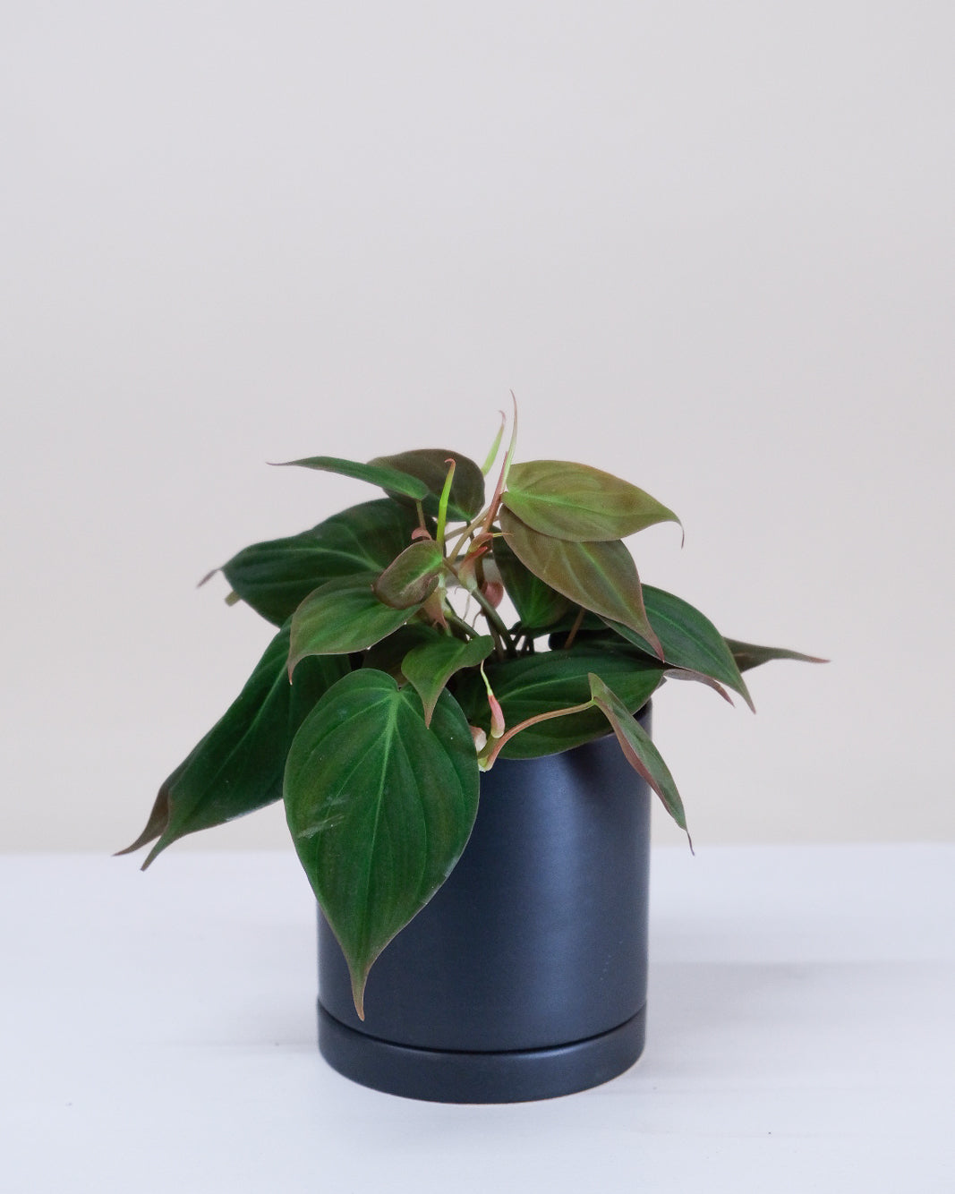 Philodendron Micans