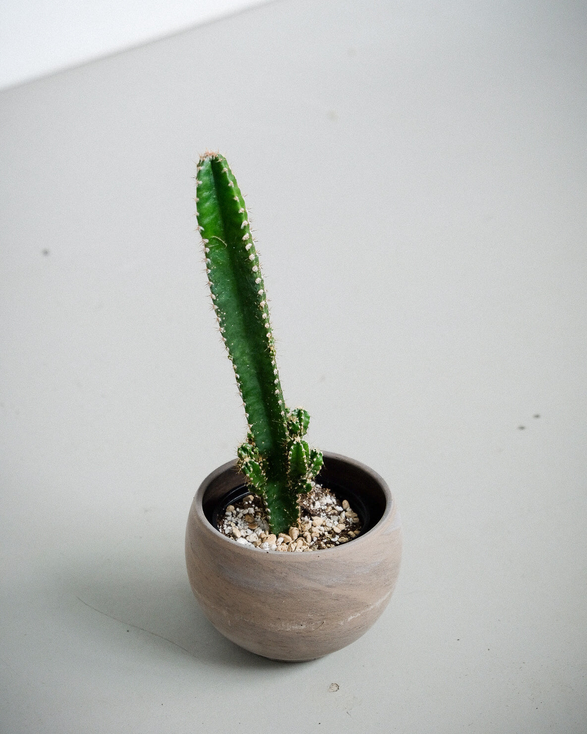 Cereus peruvianus « Paolina » / Cactus « Fairy Castle »