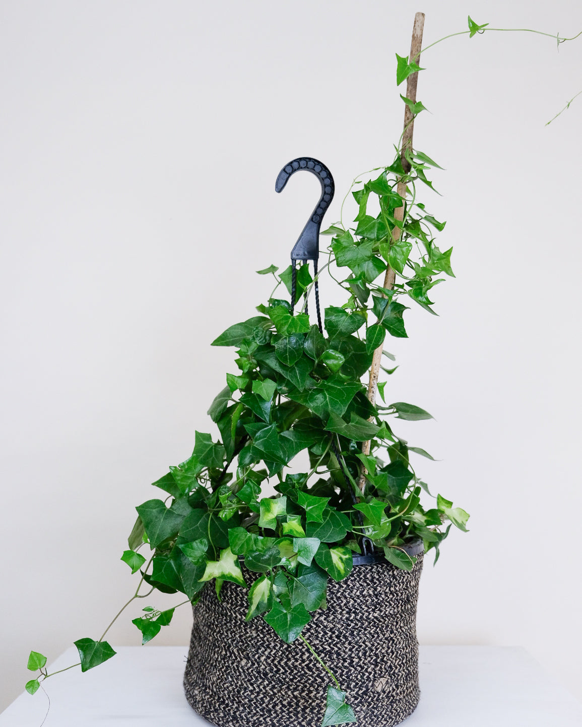 Senecio macroglossus