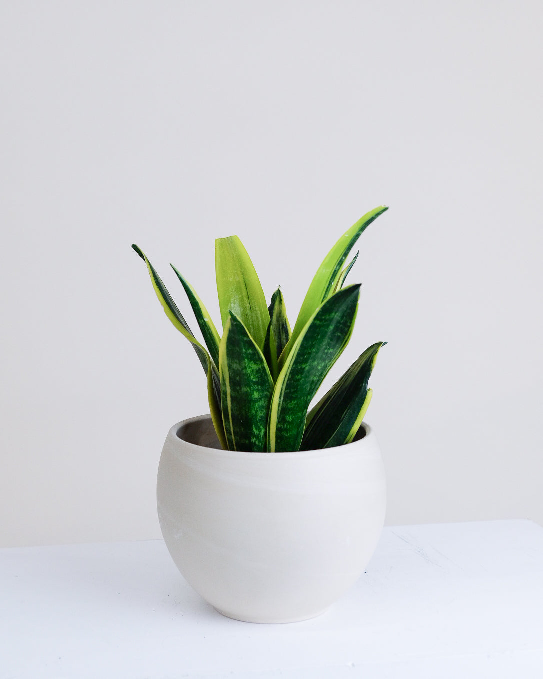 Sanseviere trifasciata « Gold Flame »