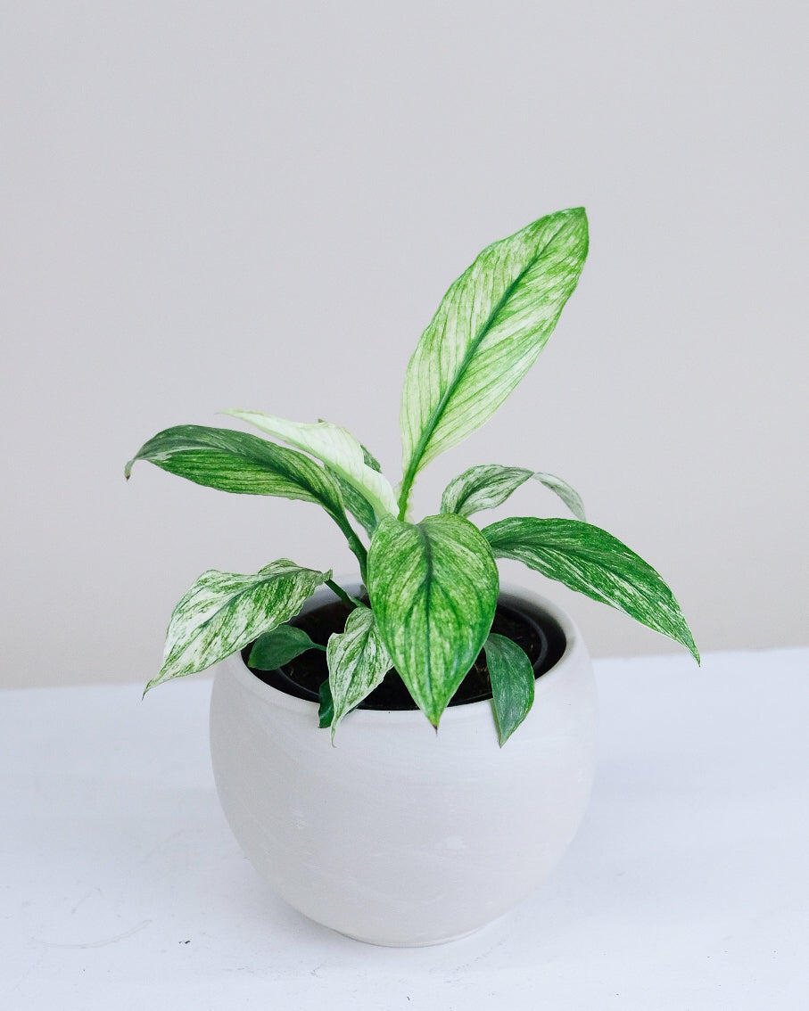 Spathiphyllum variegata « Jessica »