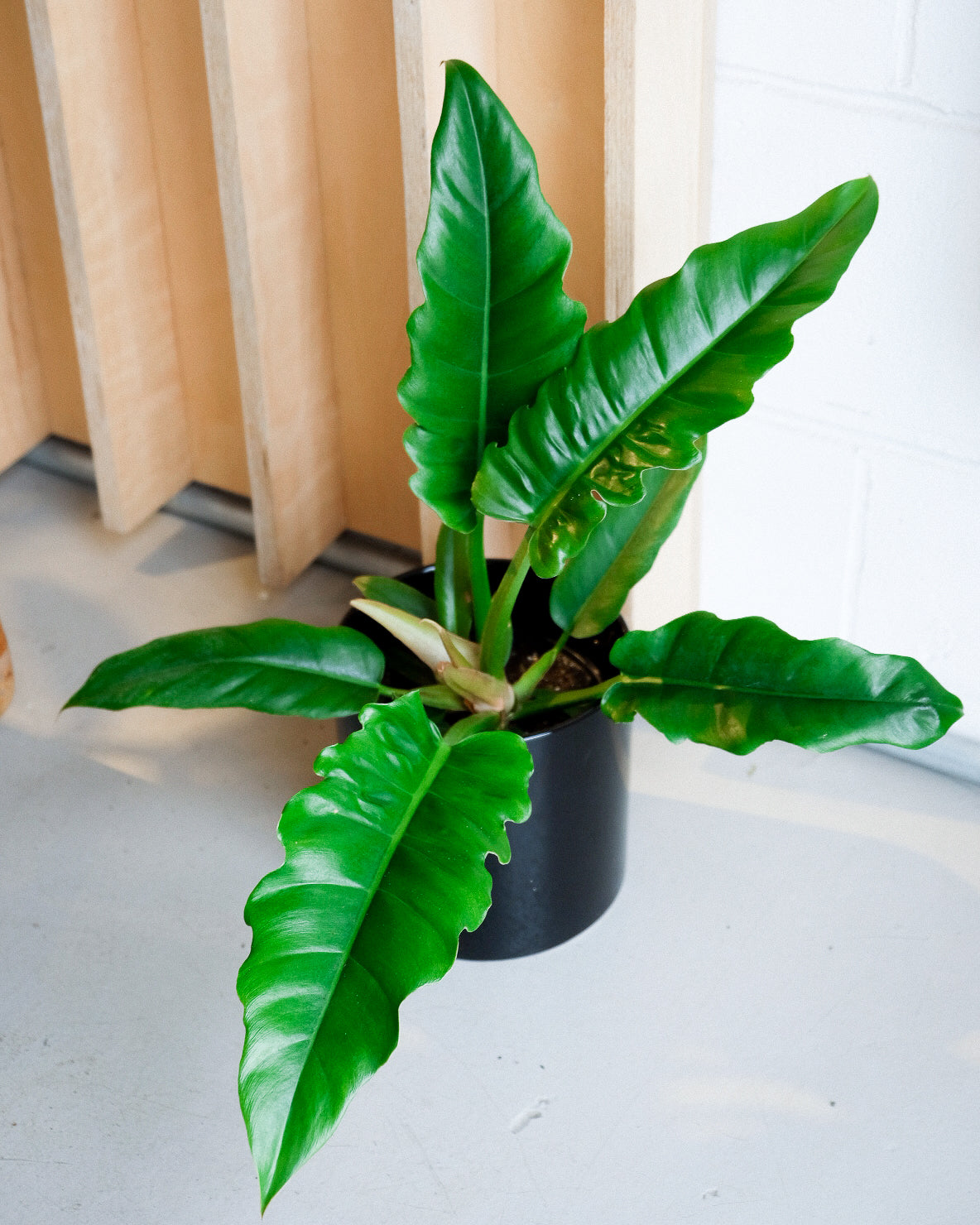 Philodendron « Narrow »