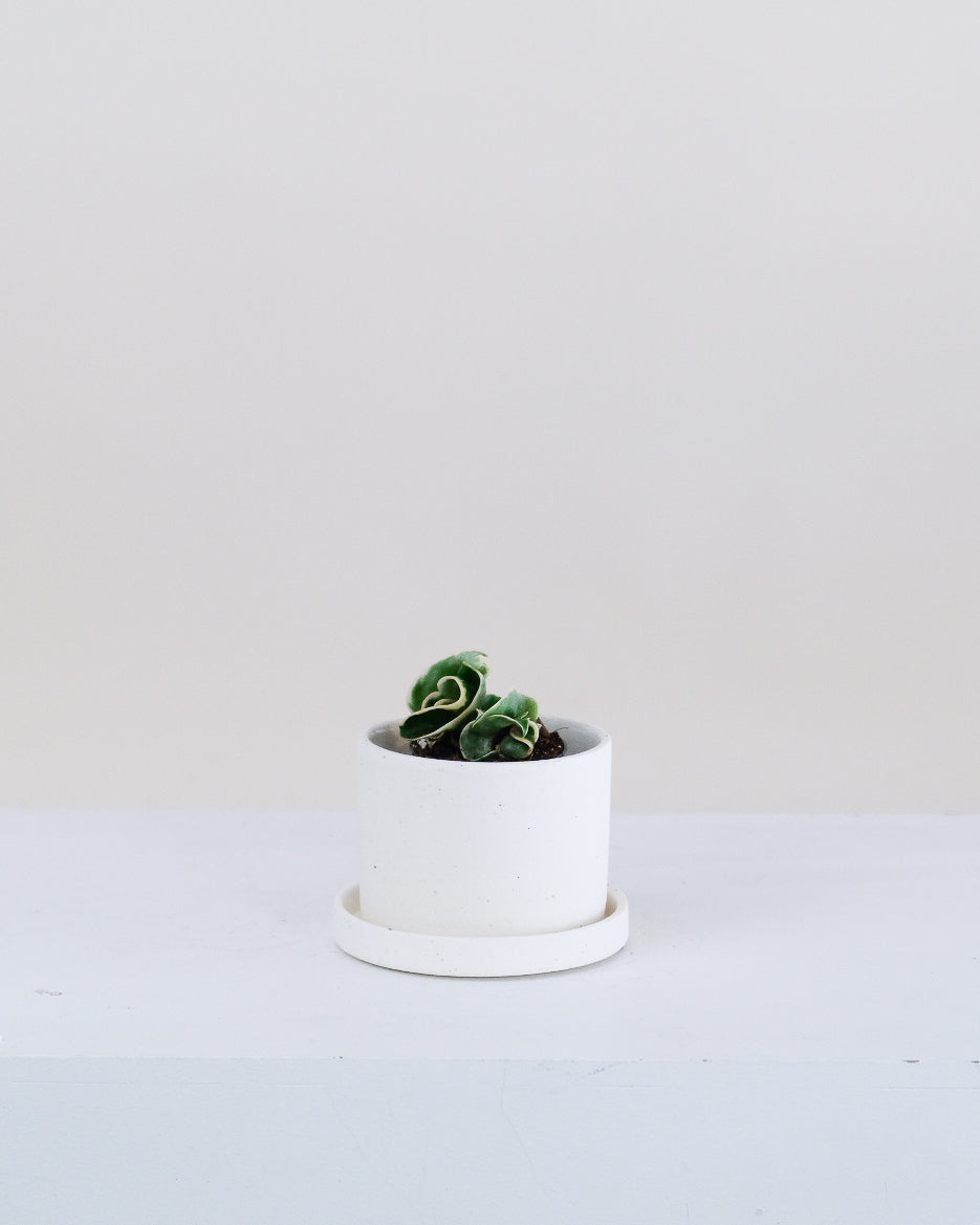 Hoya compacta « Albomarginata »